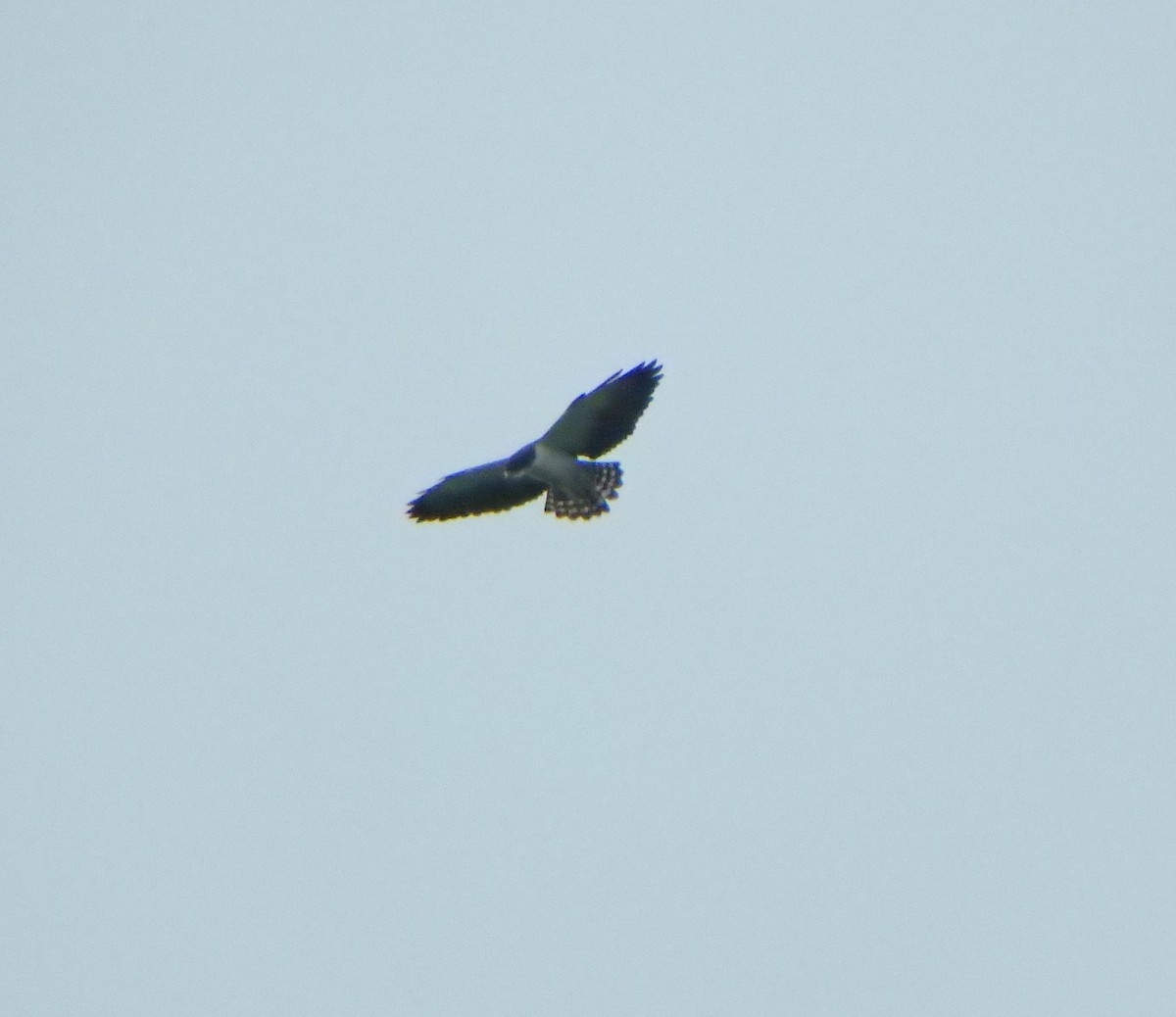 Short-tailed Hawk - ML620199326