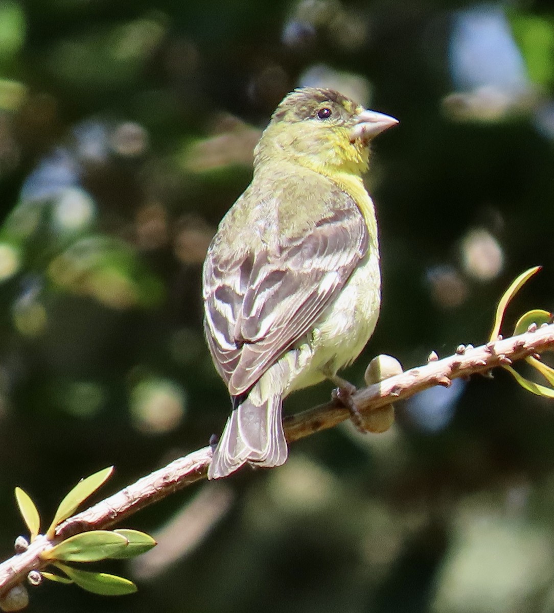 Lesser Goldfinch - ML620199329