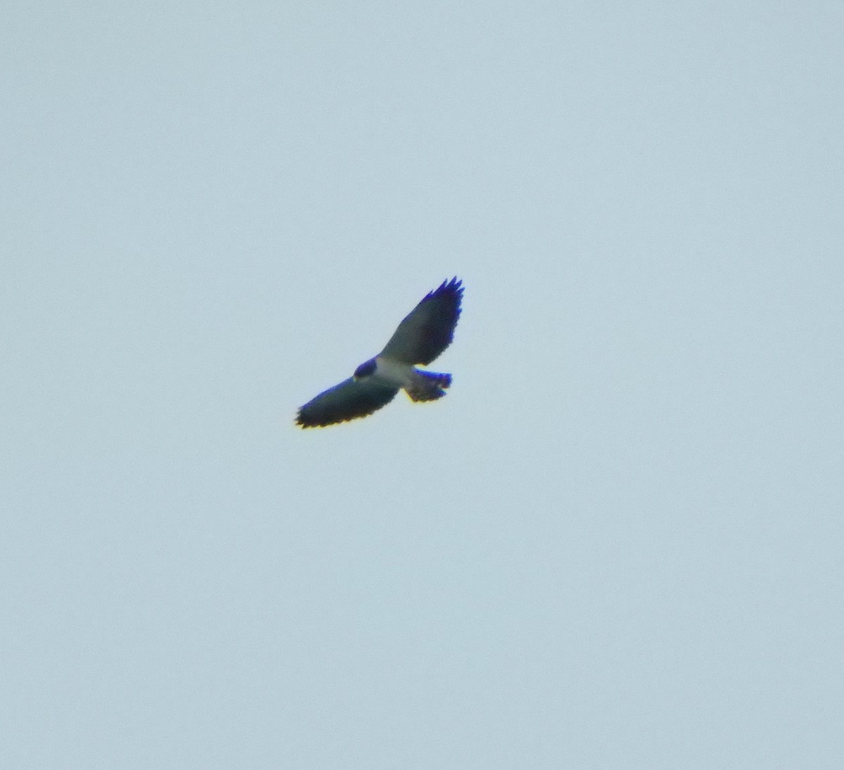 Short-tailed Hawk - ML620199330