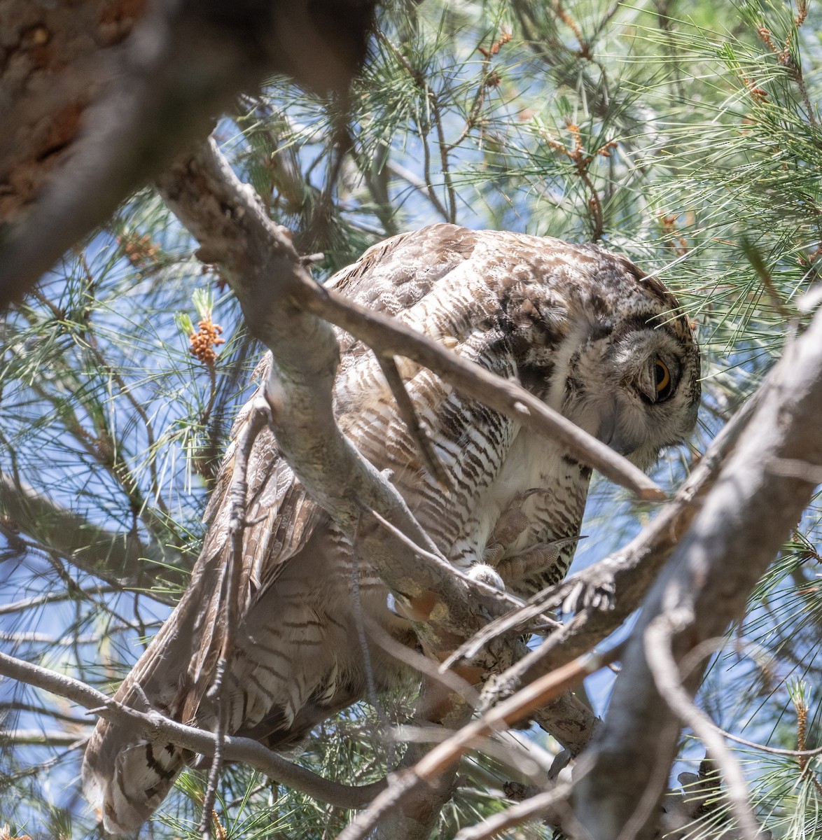 Great Horned Owl - ML620199331