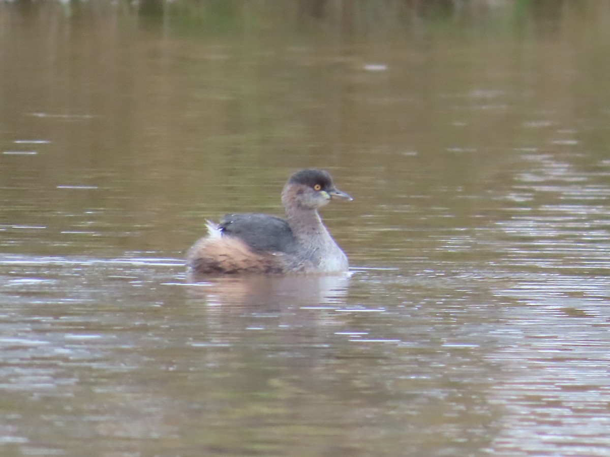 Australasian Grebe - Stuart Ling