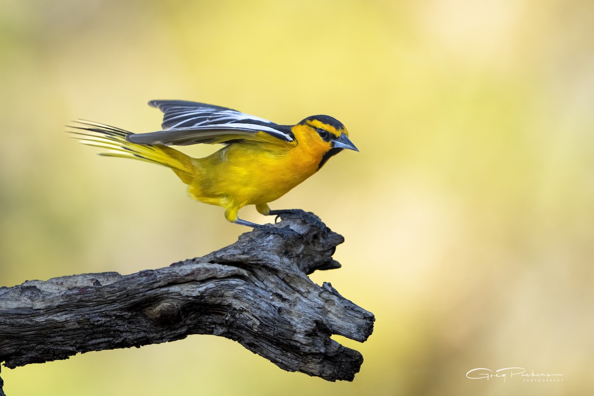 Bullock's Oriole - Greg Pickens