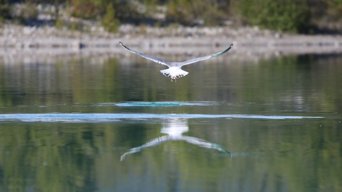 Herring Gull - ML620199344