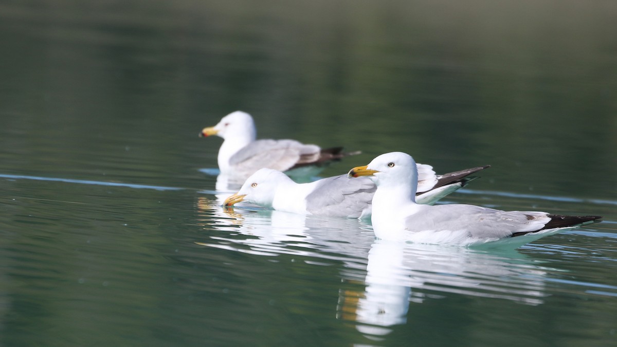 Gaviota Argéntea - ML620199345