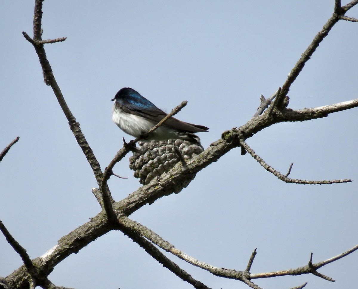 Tree Swallow - ML620199352