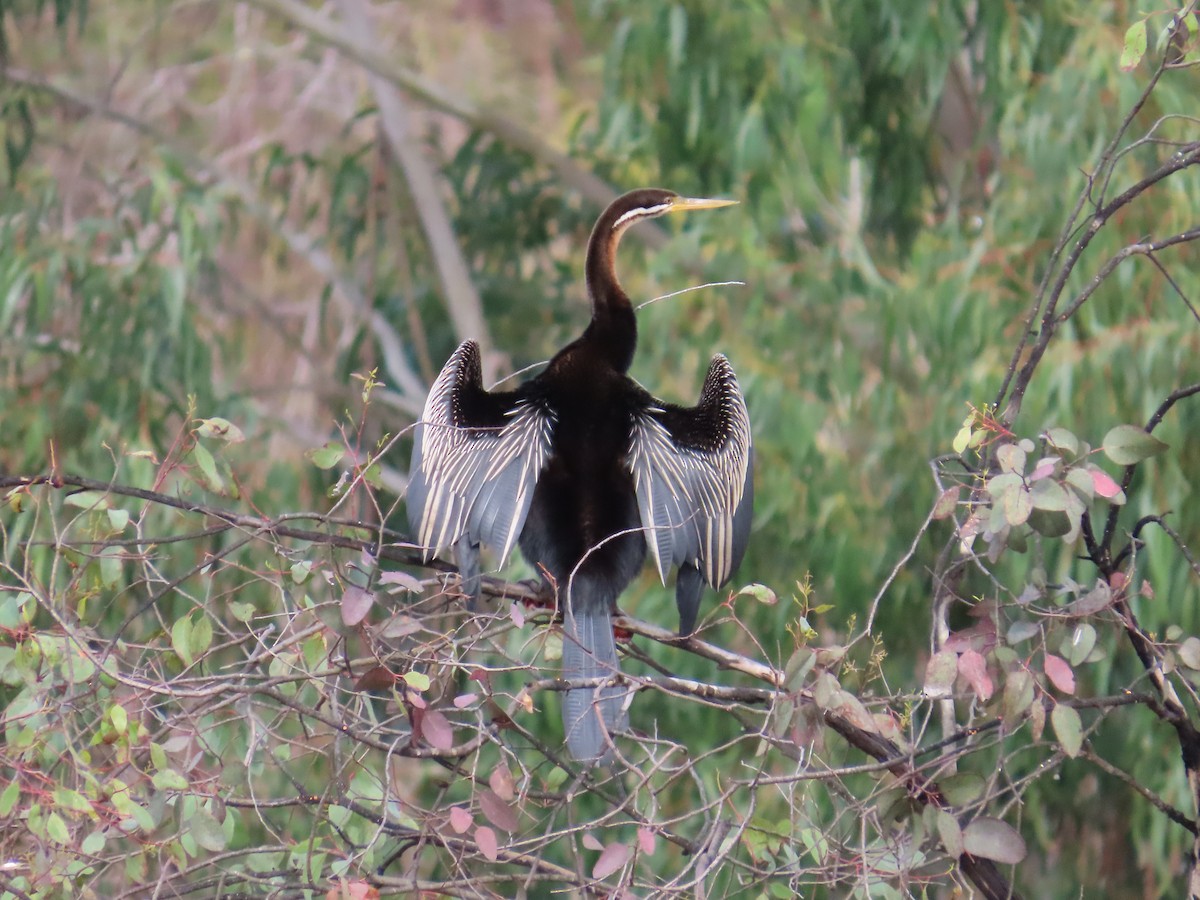 Anhinga d'Australie - ML620199354