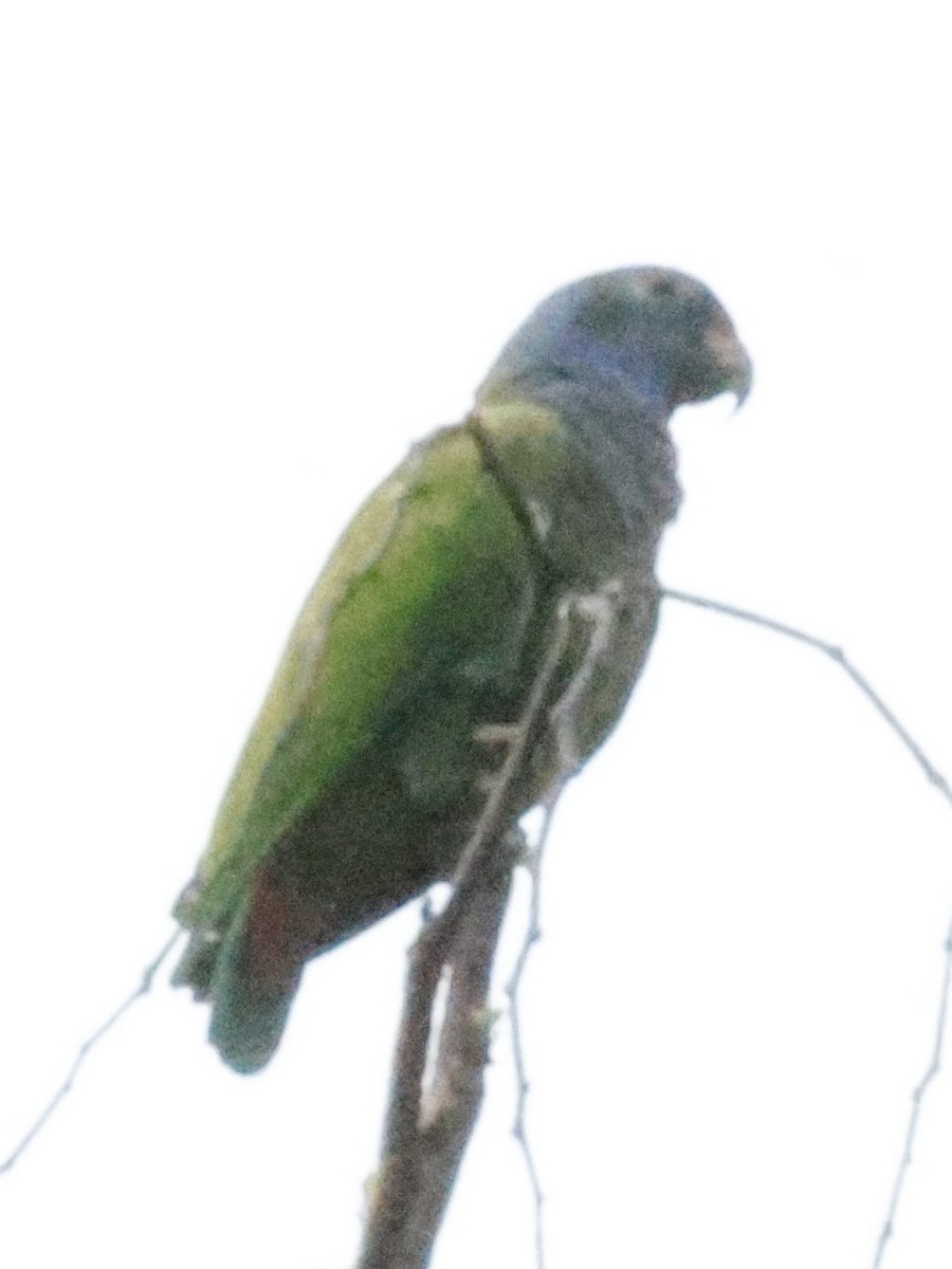 Папуга-червоногуз синьоголовий - ML620199356