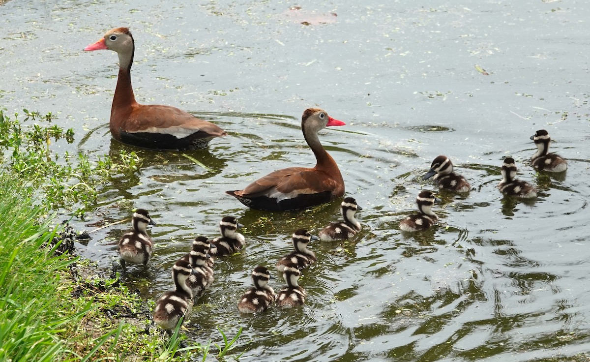 Black-bellied Whistling-Duck - ML620199360