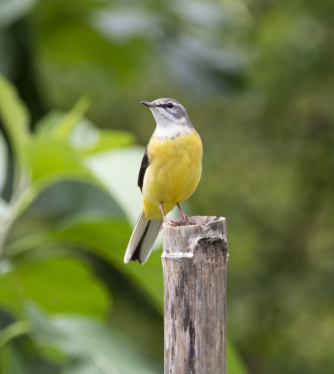 Eastern Yellow Wagtail - ML620199361