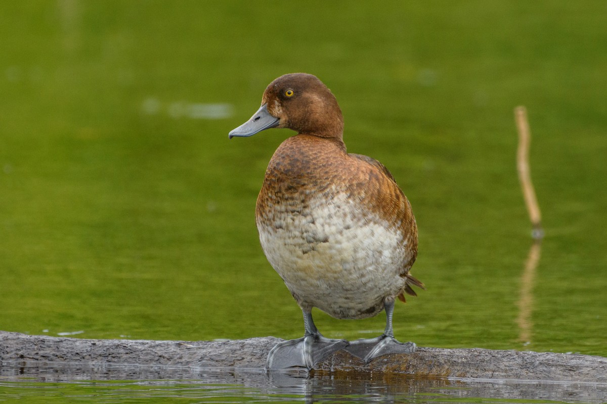 Greater Scaup - ML620199366