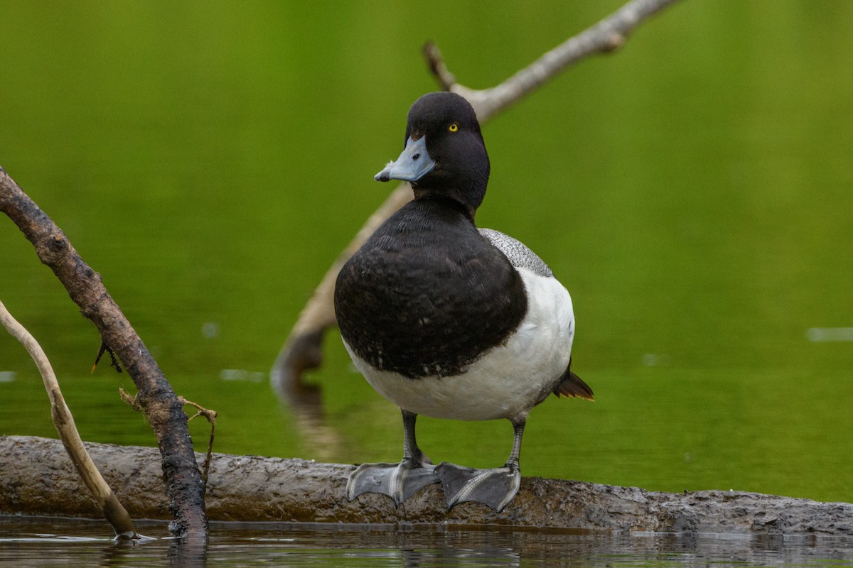 Greater Scaup - ML620199367