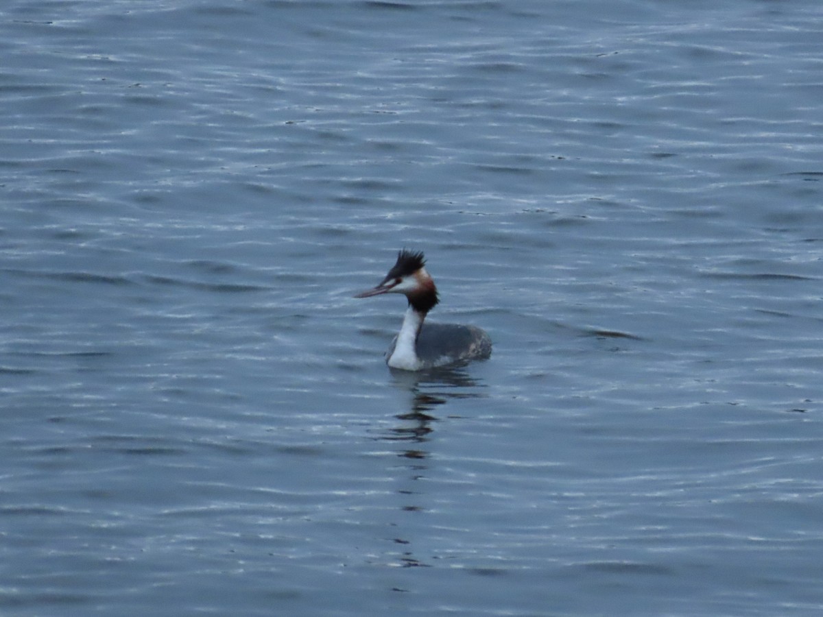 Great Crested Grebe - ML620199372