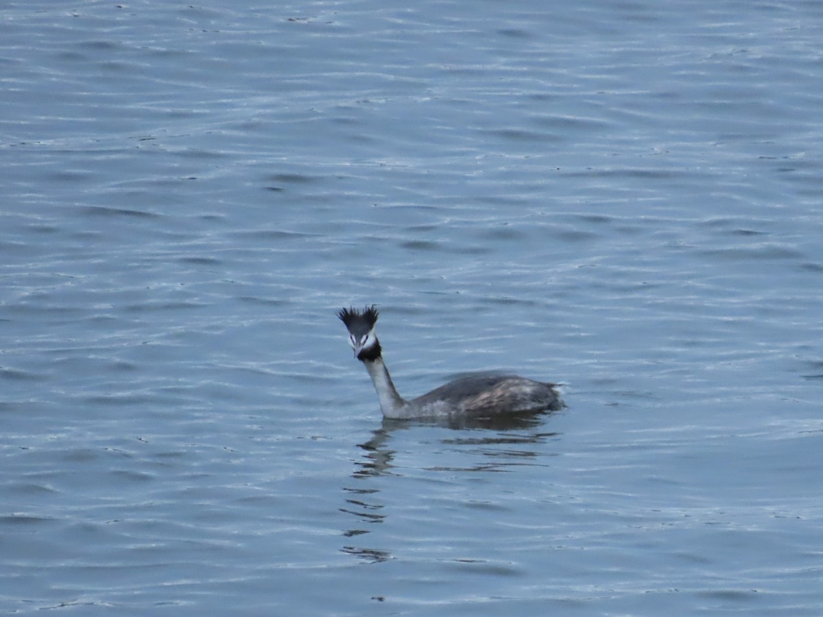 Great Crested Grebe - Stuart Ling