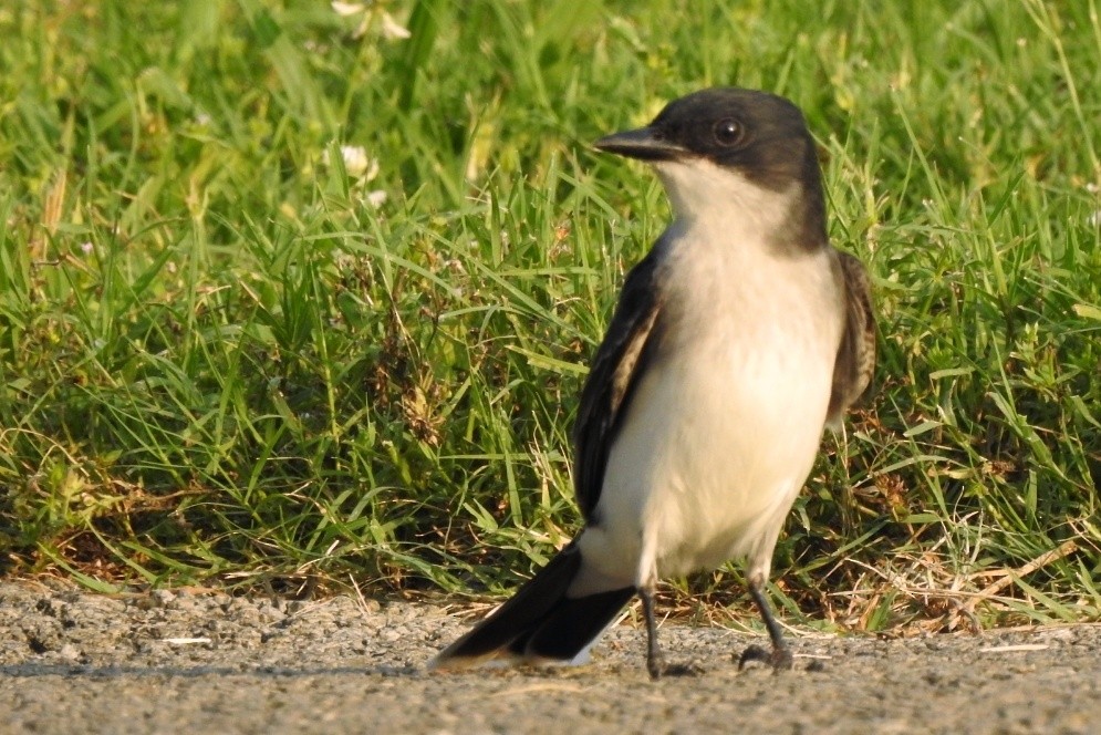 Eastern Kingbird - ML620199379