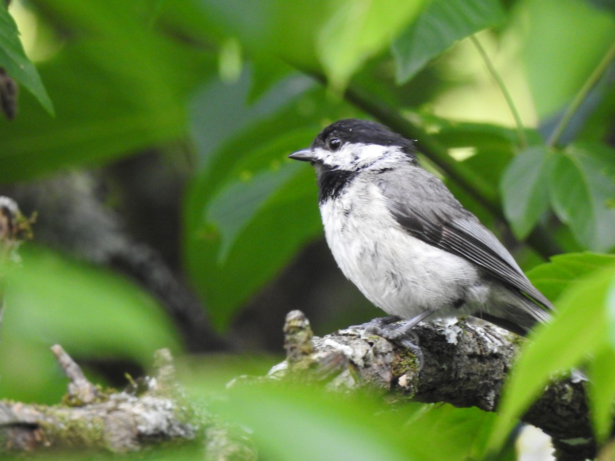 Carolina Chickadee - ML620199389