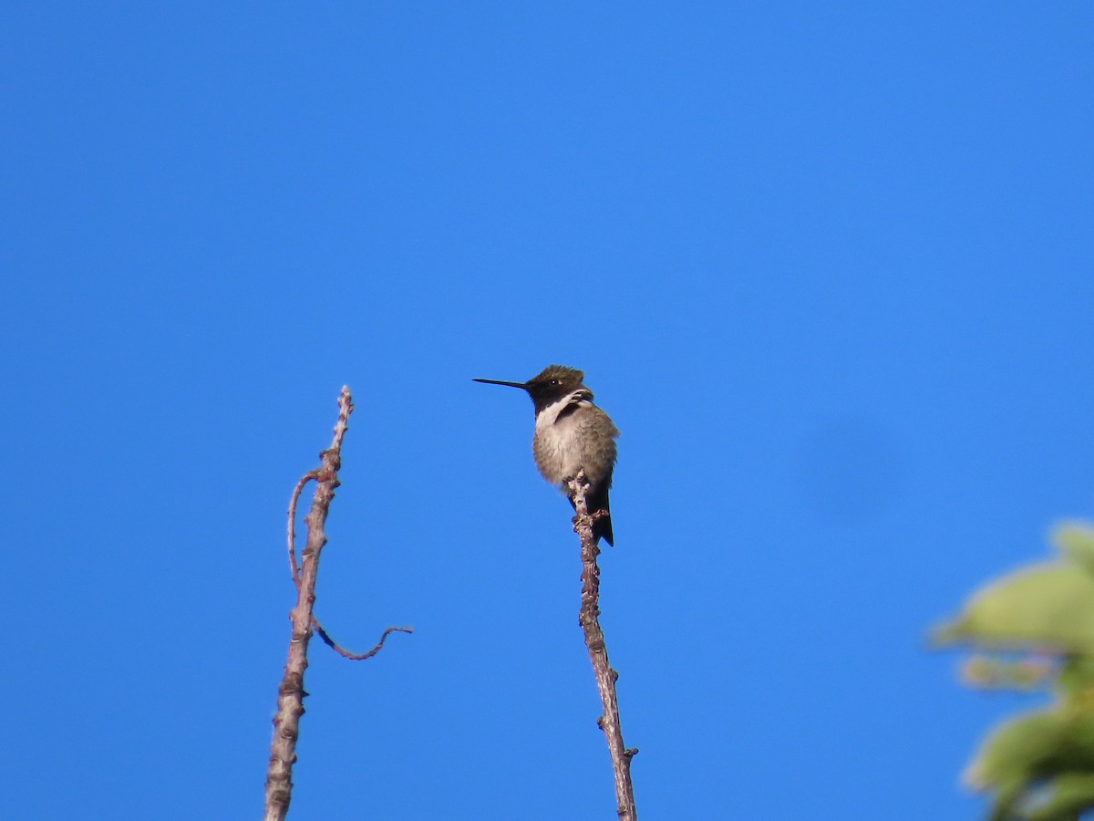 Colibri à gorge noire - ML620199390