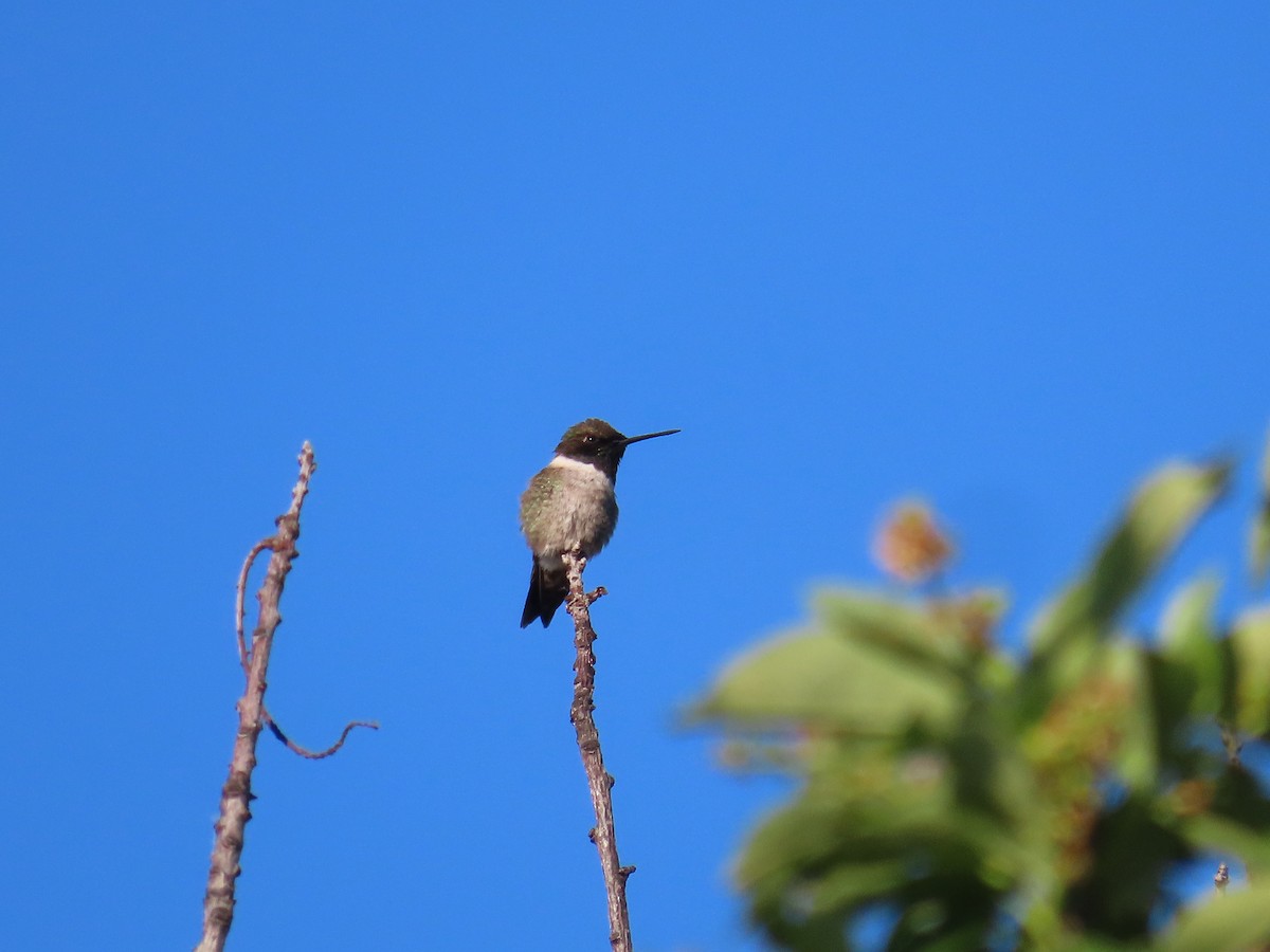 Colibri à gorge noire - ML620199397