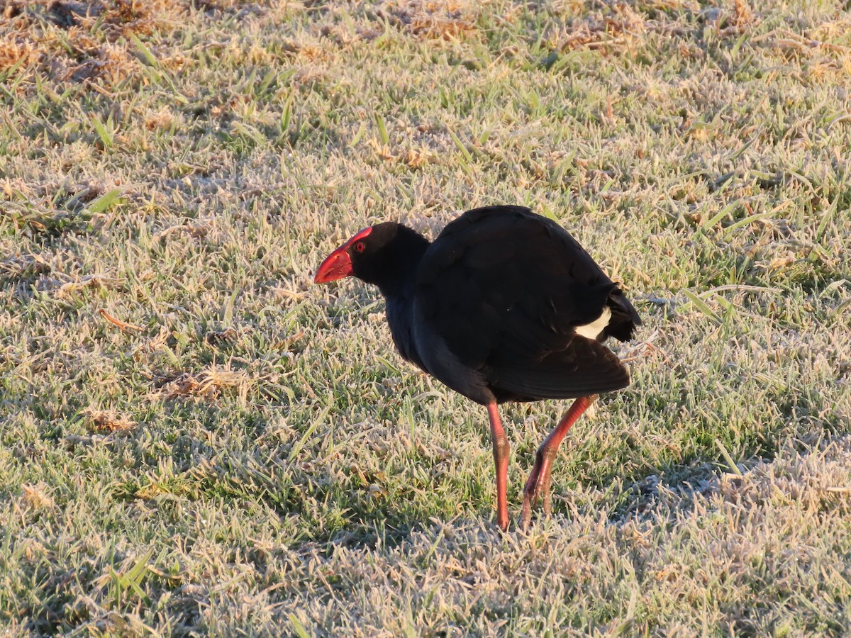 Australasian Swamphen - ML620199407