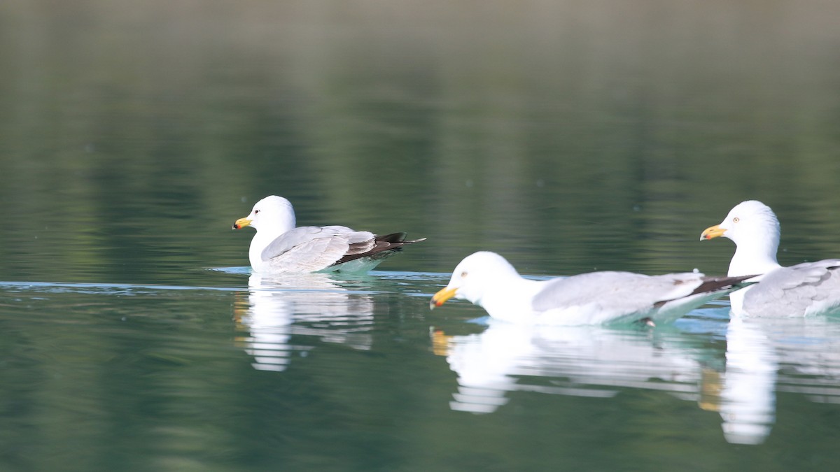 Gaviota Californiana - ML620199411