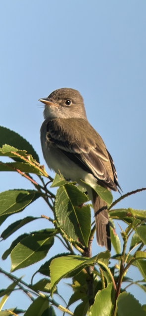 Willow Flycatcher - ML620199417