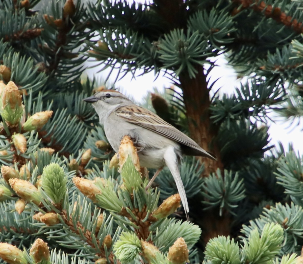 Chipping Sparrow - ML620199425