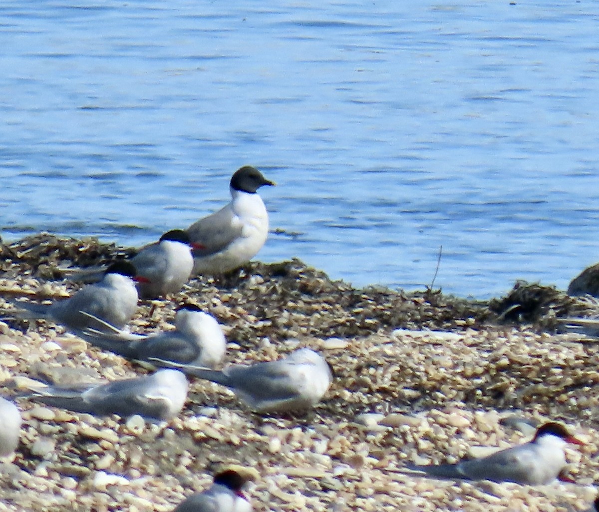 Gaviota de Sabine - ML620199428