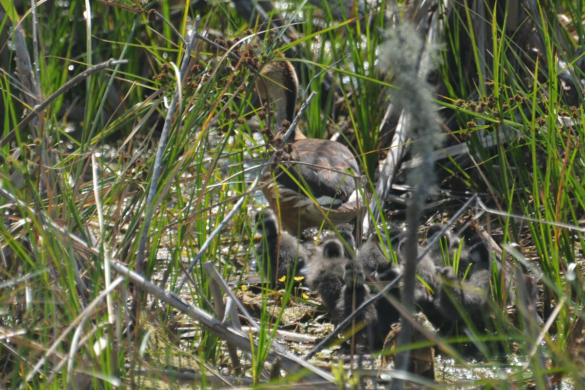 Fulvous Whistling-Duck - ML620199430