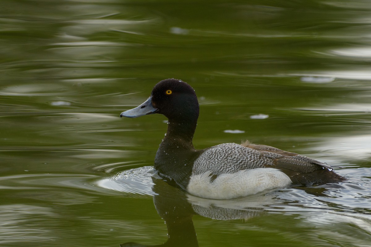 Greater Scaup - ML620199436