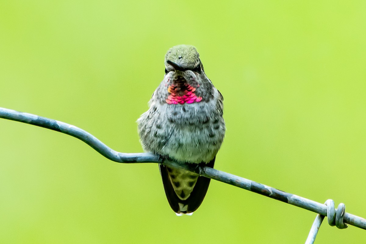 Anna's Hummingbird - ML620199459