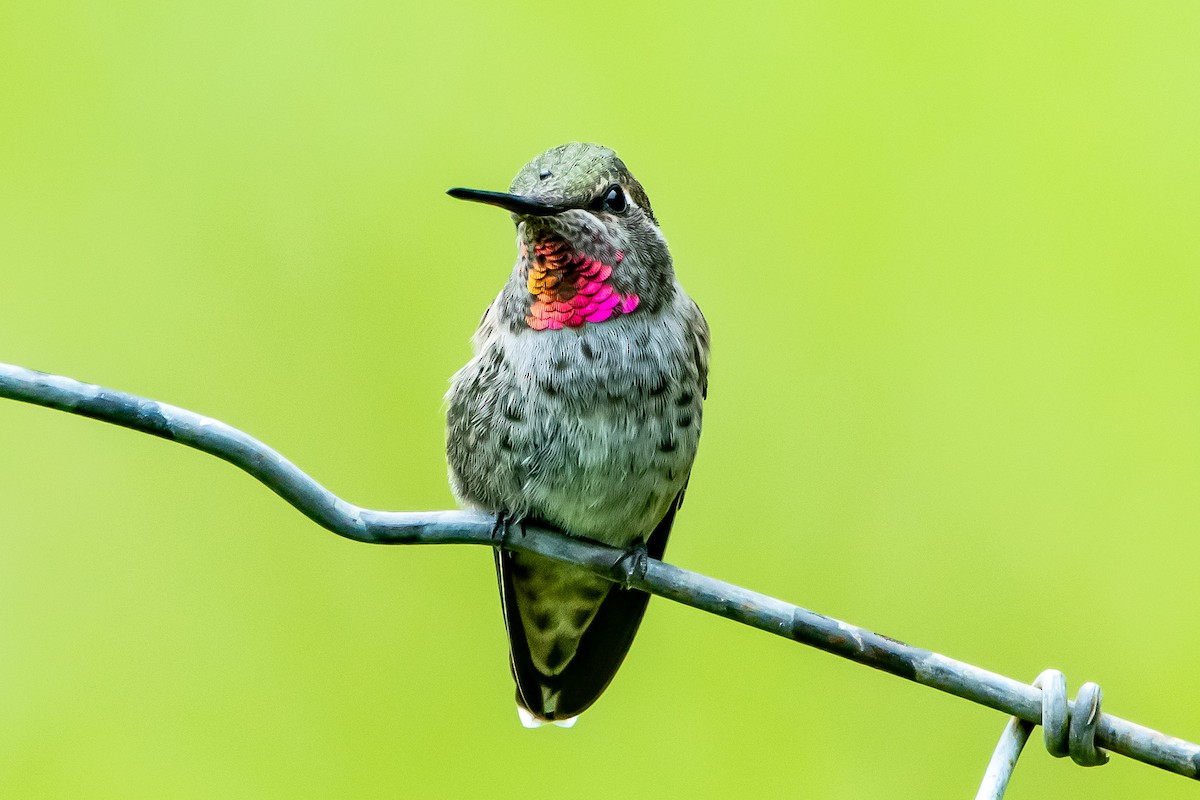 Anna's Hummingbird - ML620199460