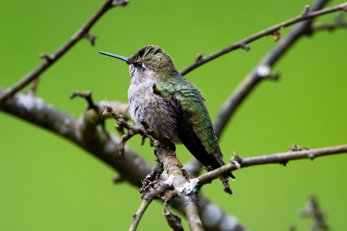 Anna's Hummingbird - ML620199462