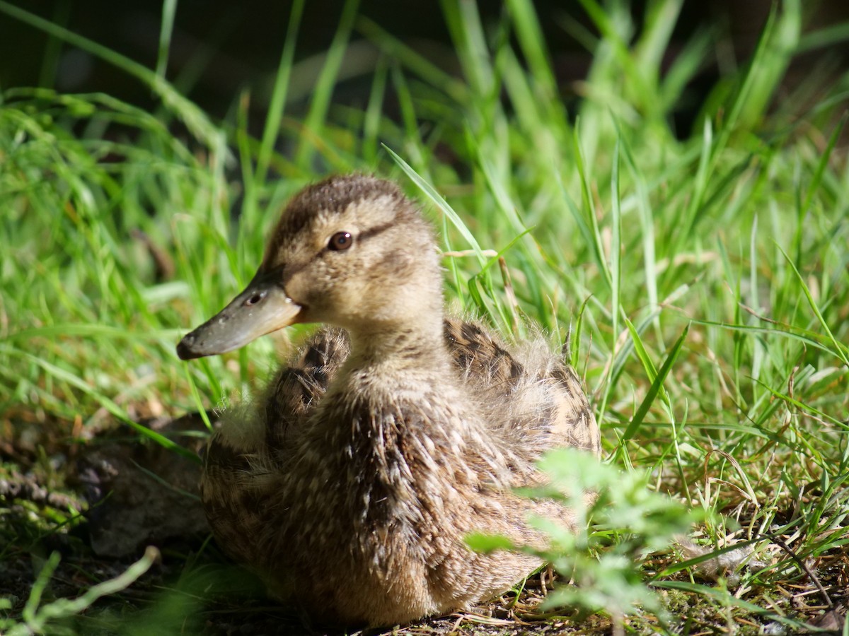 Canard colvert - ML620199465