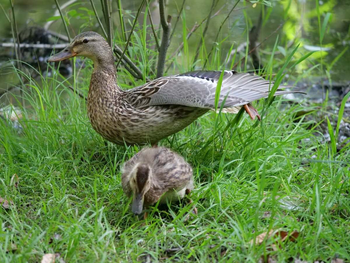 Canard colvert - ML620199470