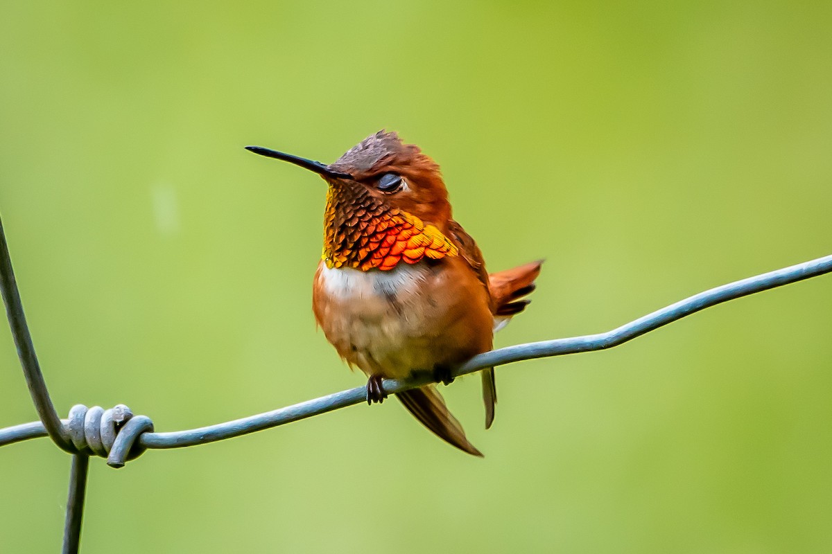 Rufous Hummingbird - ML620199475