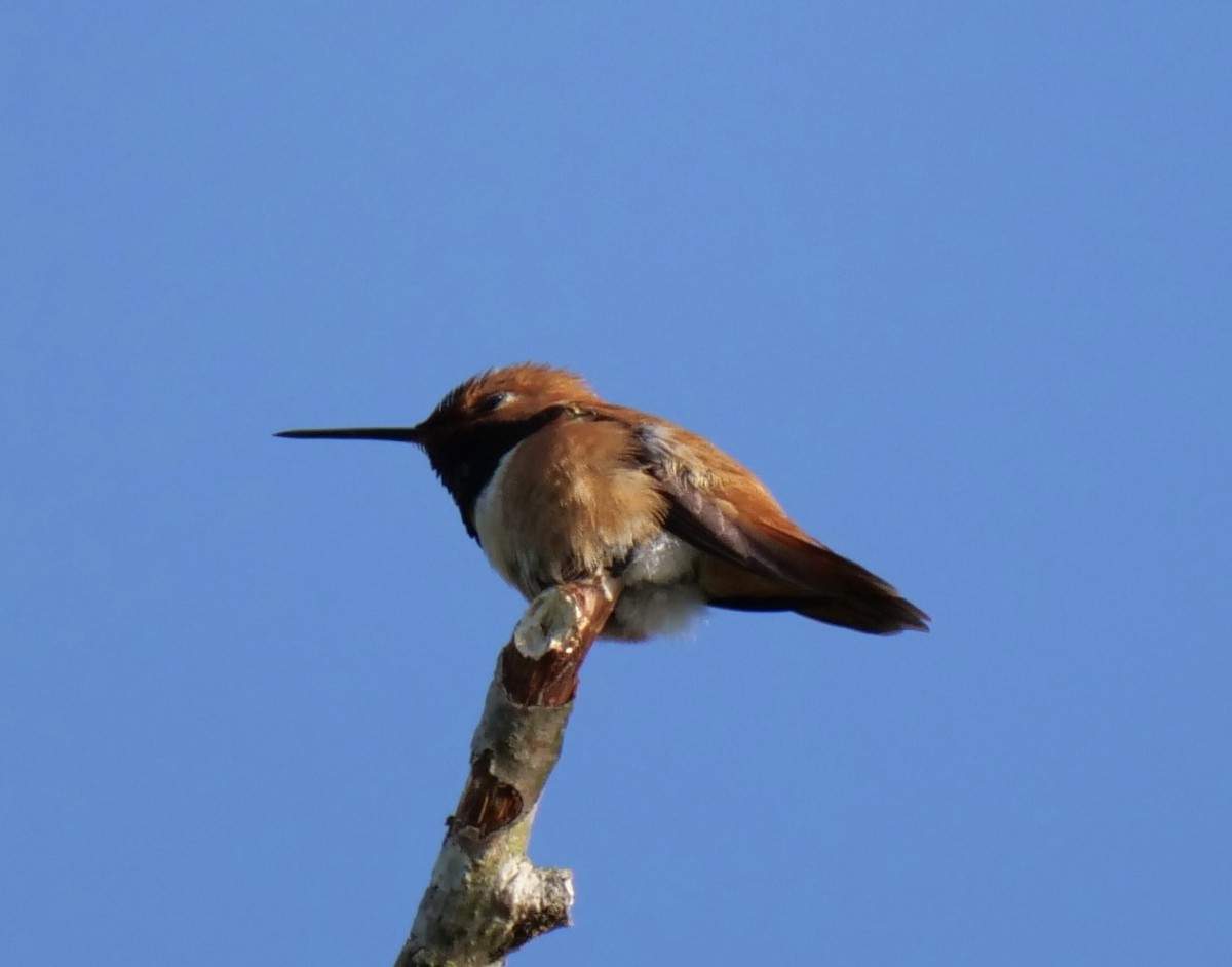 Rufous Hummingbird - ML620199476