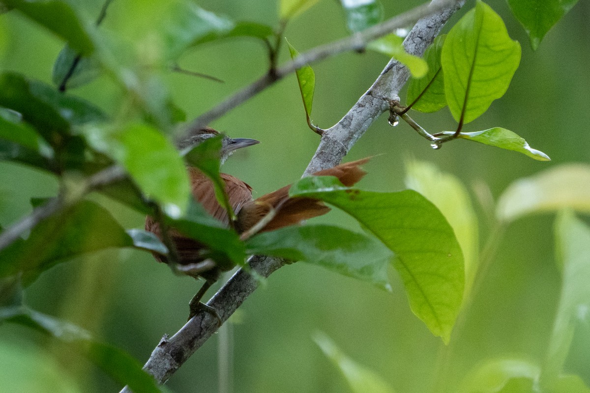 Rusty-backed Spinetail - ML620199478