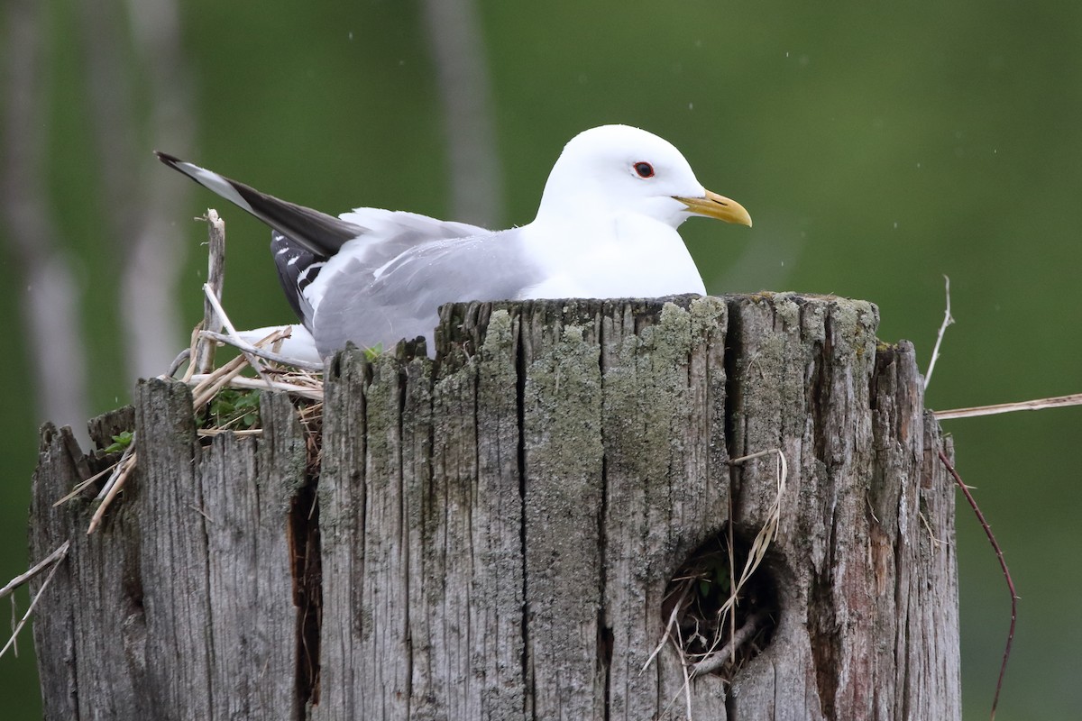 Short-billed Gull - ML620199486