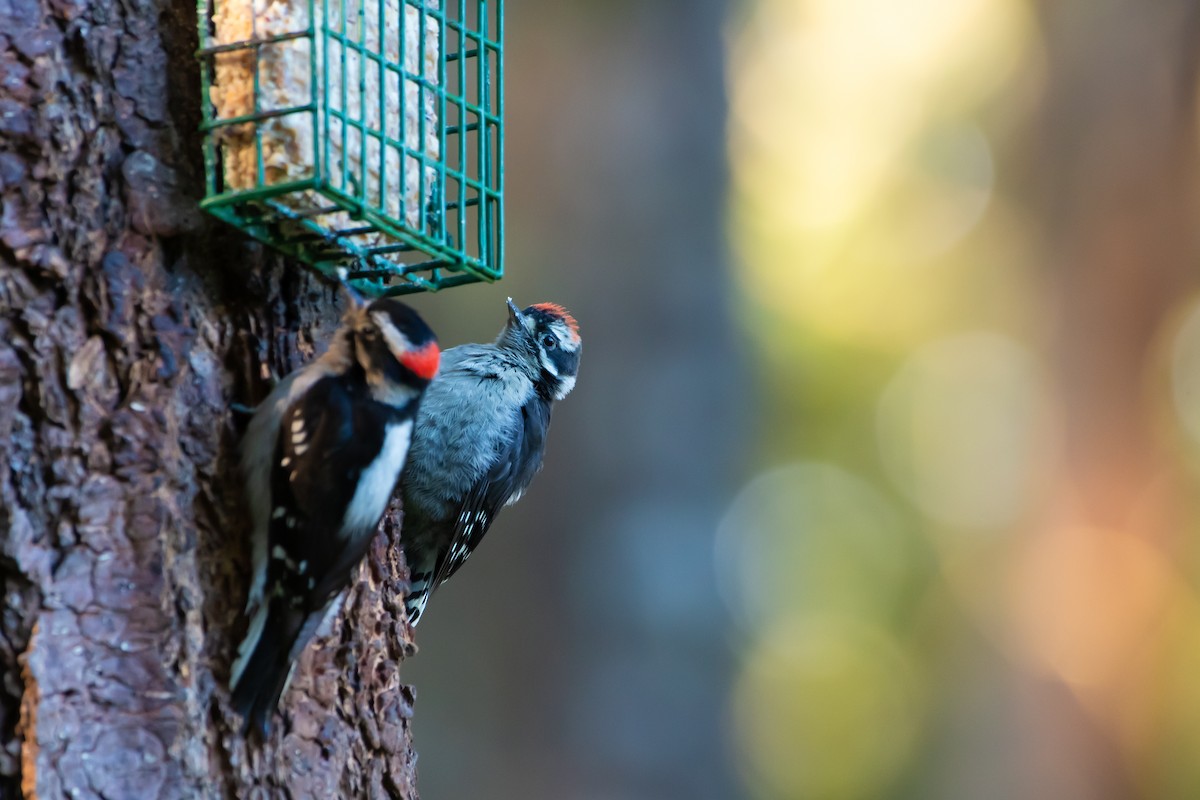 Downy Woodpecker - ML620199487