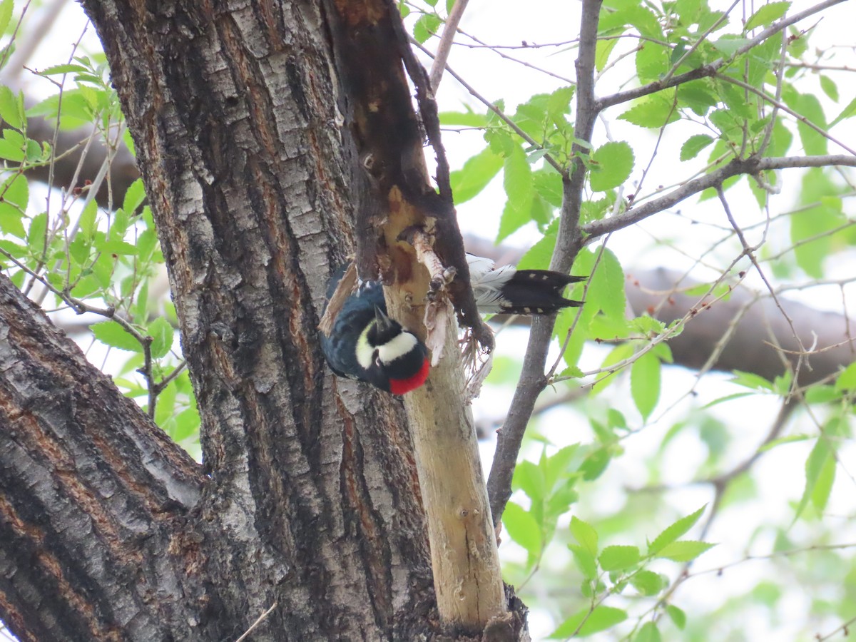 Acorn Woodpecker - ML620199488