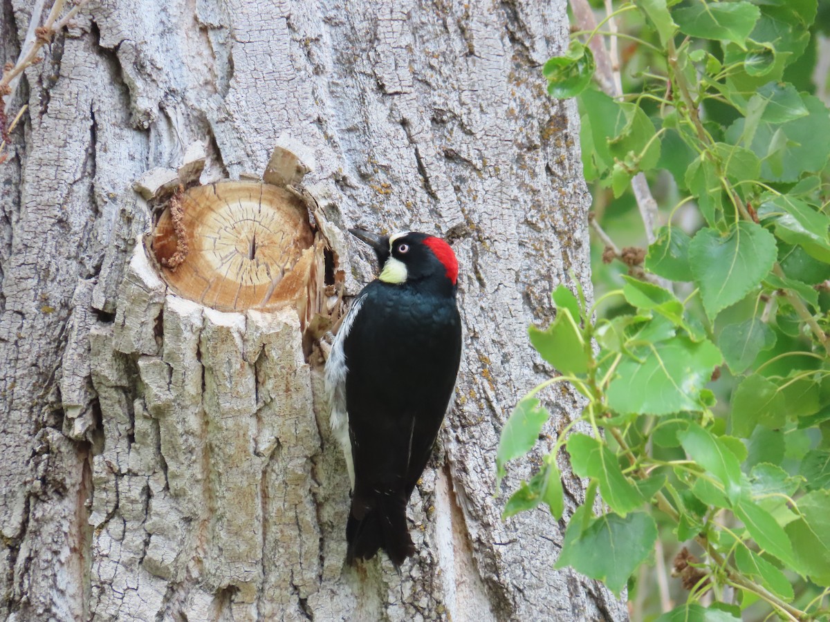 Acorn Woodpecker - Eric Pratt