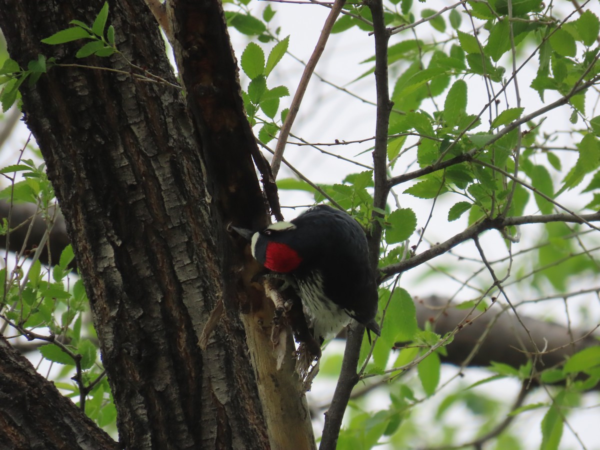 Acorn Woodpecker - ML620199493