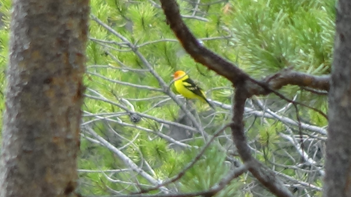 Western Tanager - ML620199494