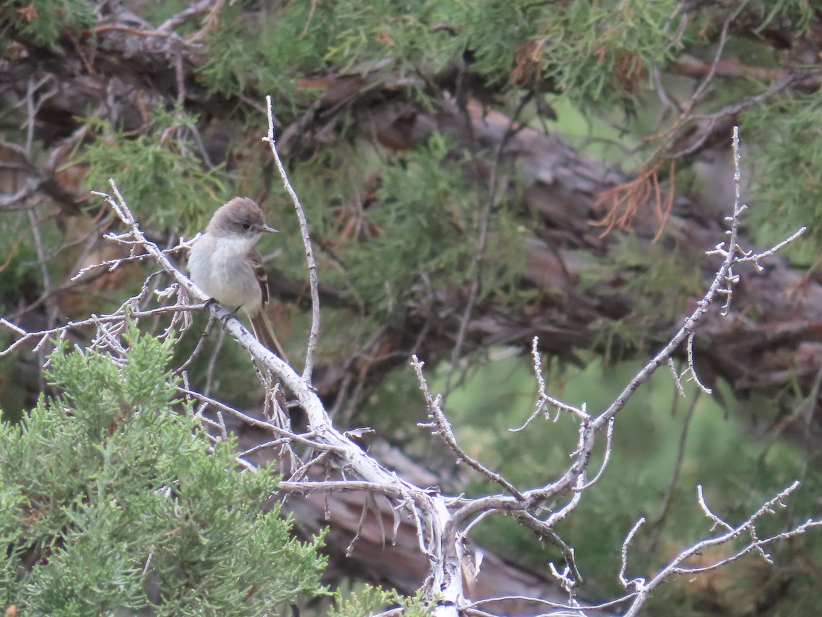 Gray Flycatcher - ML620199495