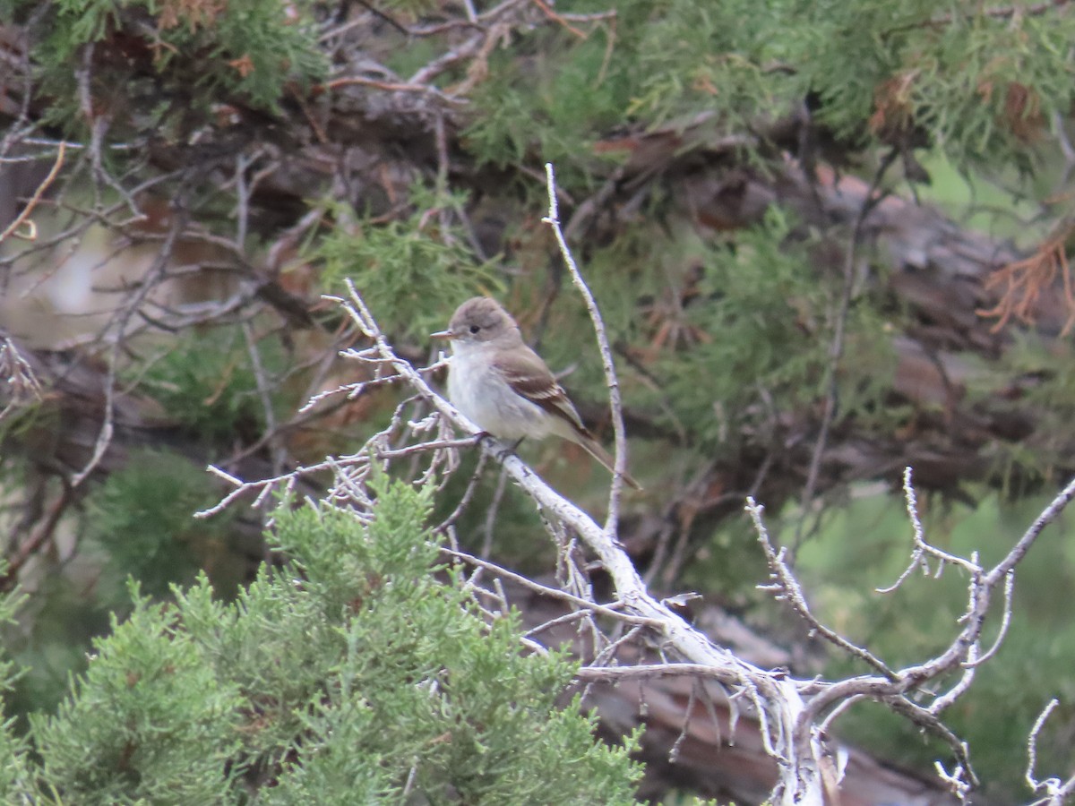 Gray Flycatcher - ML620199496