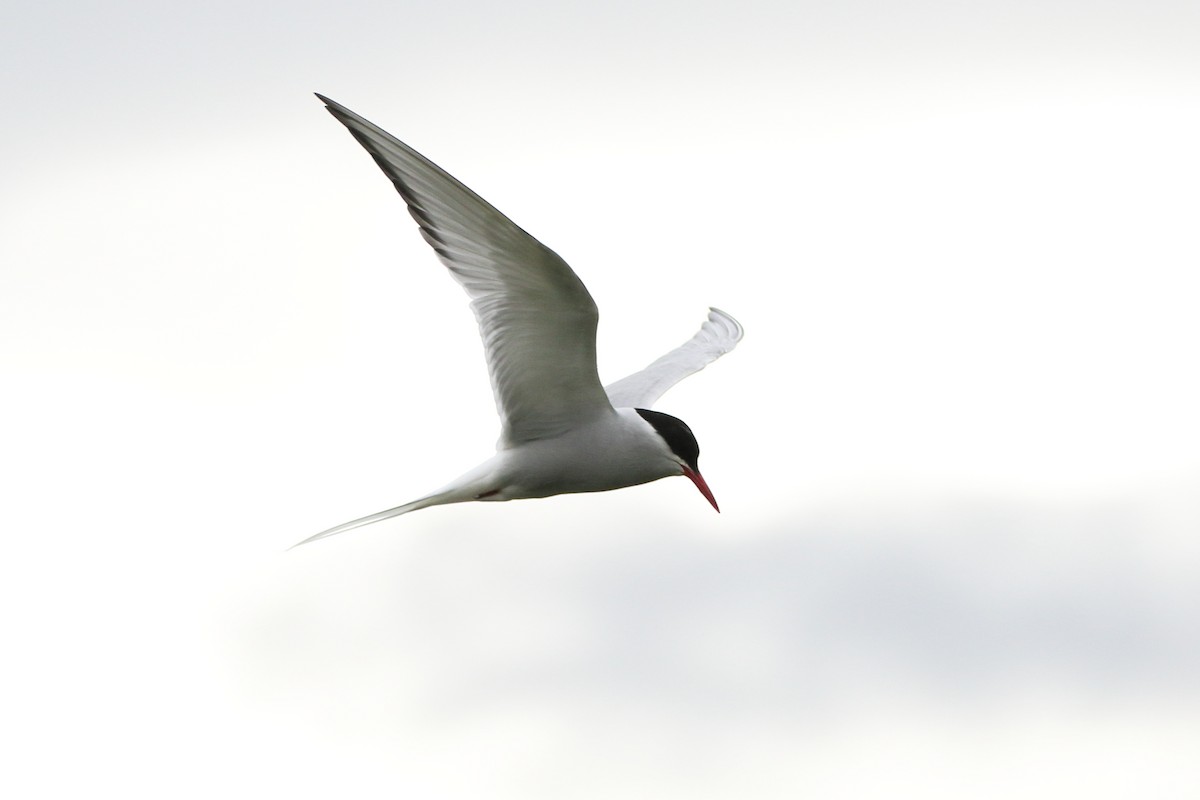 Arctic Tern - ML620199502