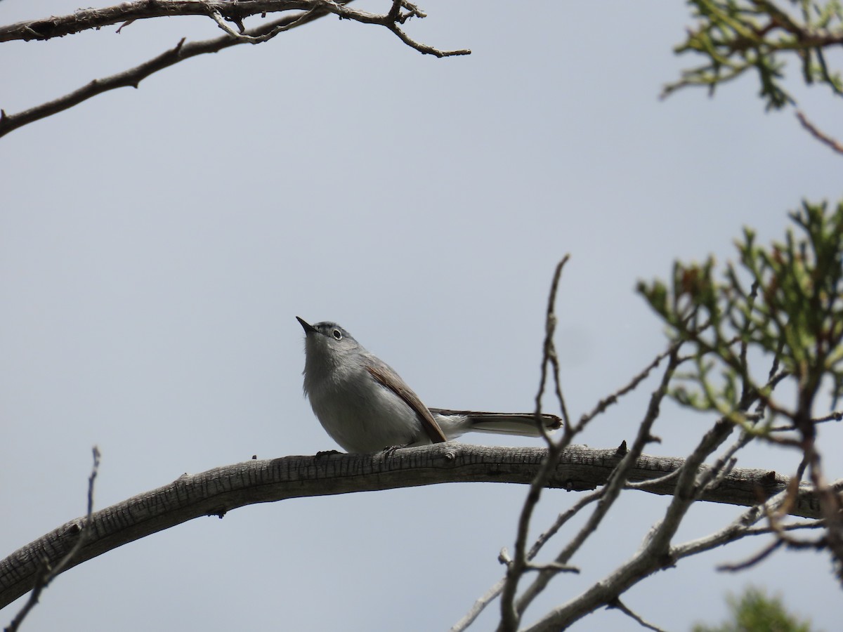 Blue-gray Gnatcatcher - ML620199514