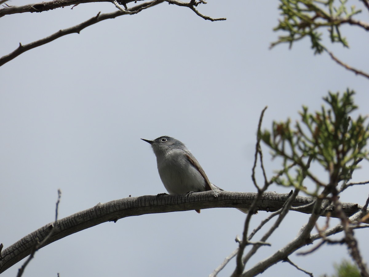 Blue-gray Gnatcatcher - ML620199515