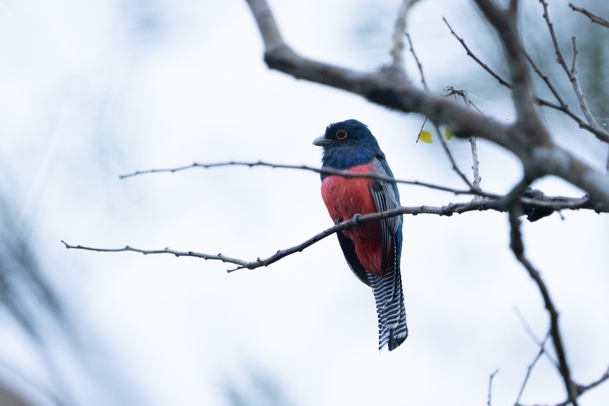 Blue-crowned Trogon - ML620199522