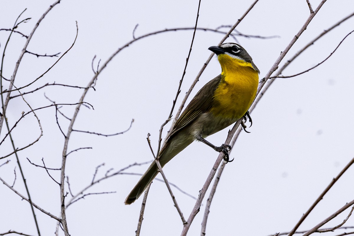 Yellow-breasted Chat - ML620199551