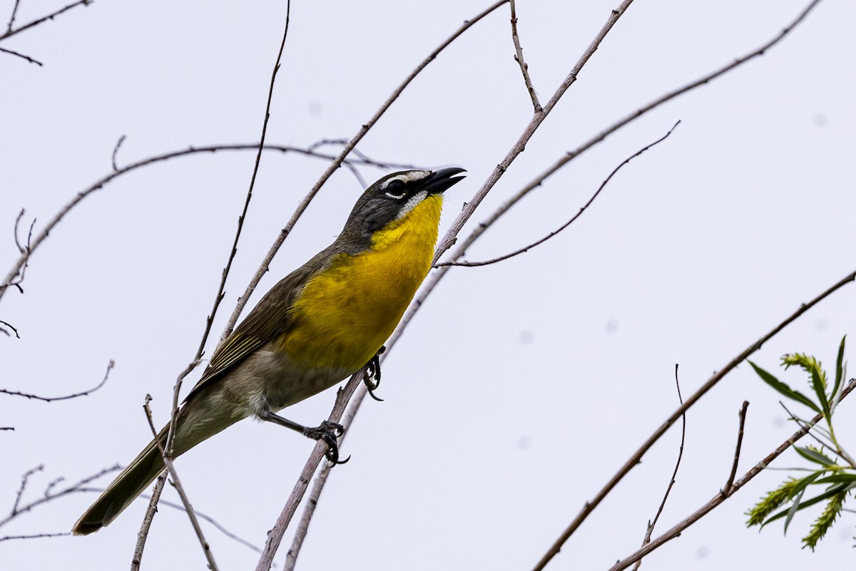 Yellow-breasted Chat - ML620199552
